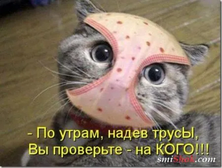 Котоматрицы, это кошки и прикольные фразы