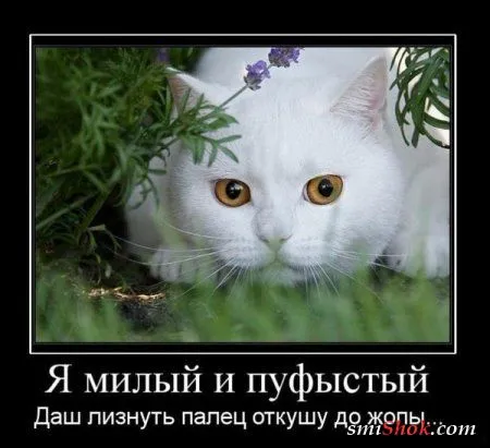 Хорошие и прикольные демотиваторы
