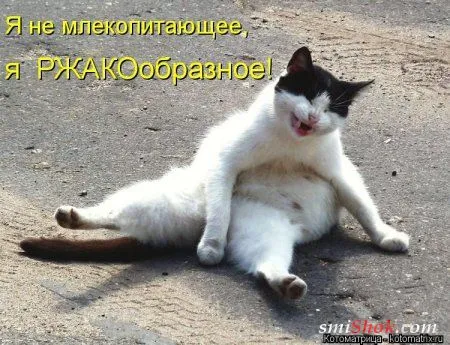 Кото-маирицы, это прикольные фото кошек с надписями