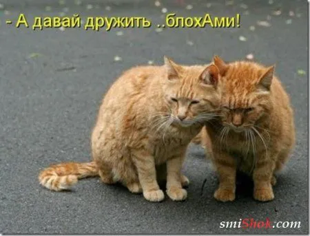 Котоматрицы, это когда котейки шутят