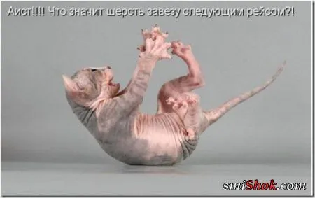 Котоматрицы, это когда котейки шутят