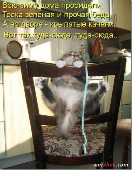 Котоматрицы, это когда котейки шутят
