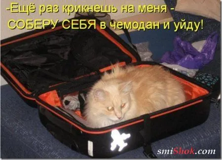 Котоматрицы, это когда котейки шутят