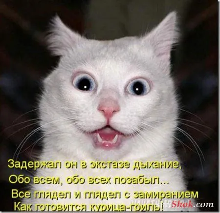 Котоматрицы, это когда котейки шутят