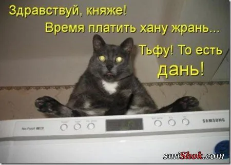 Котоматрицы, это когда котейки шутят