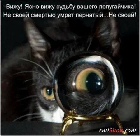 Котоматрицы, это когда котейки шутят