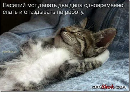 Котоматрицы, это когда котейки шутят