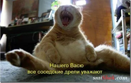 Котоматрицы, это когда котейки шутят