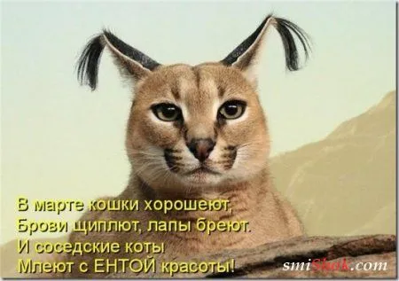 Котоматрицы, это когда котейки шутят
