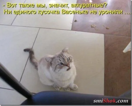 Котоматрицы, это когда котейки шутят