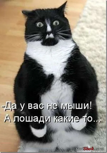 Котоматрицы, это когда котейки шутят