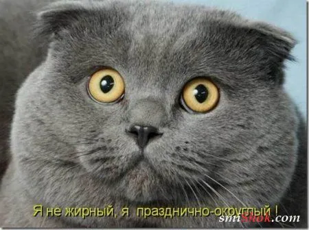 Котоматрицы, это когда котейки шутят
