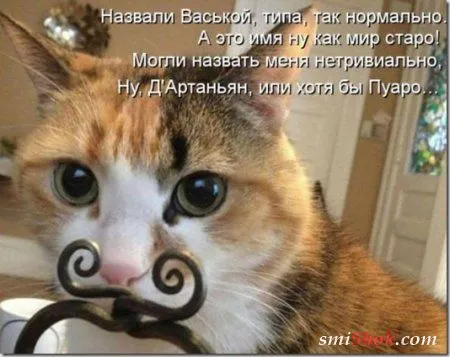 Котоматрицы, это когда котейки шутят