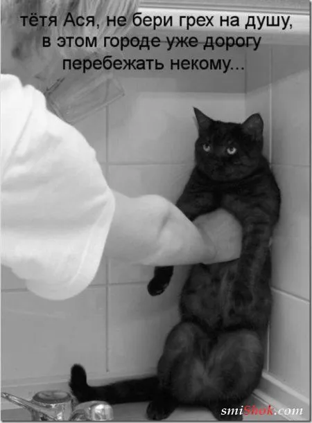 Котоматрицы, это когда котейки шутят