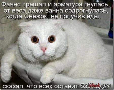 Котоматрицы, это когда котейки шутят
