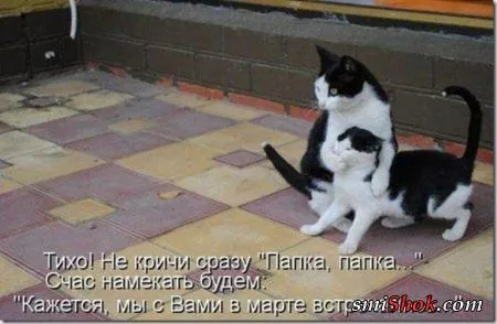 Котоматрицы, это когда котейки шутят