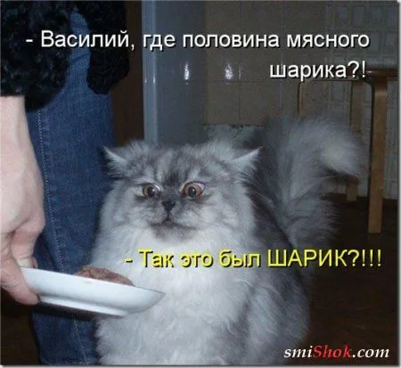 Котоматрицы, это когда котейки шутят