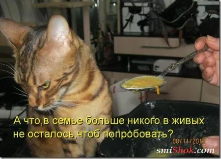 Котоматрицы, это когда котейки шутят