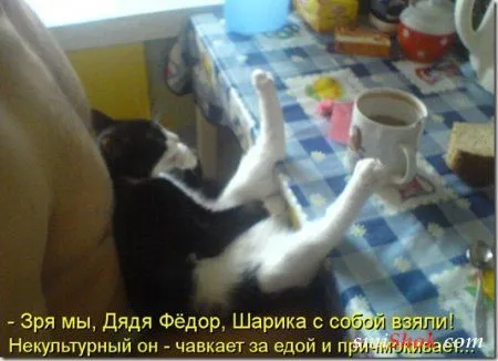 Котоматрицы, это когда котейки шутят
