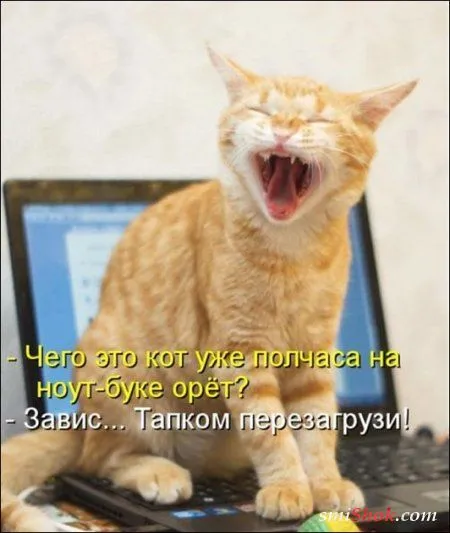 Котоматрицы, это когда котейки шутят