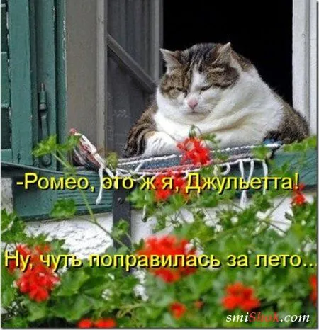 Котоматрицы, это когда котейки шутят