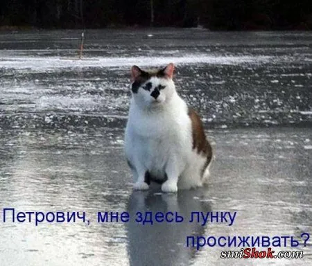 Котоматрицы, это когда котейки шутят