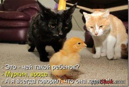 Котоматрицы, это когда котейки шутят
