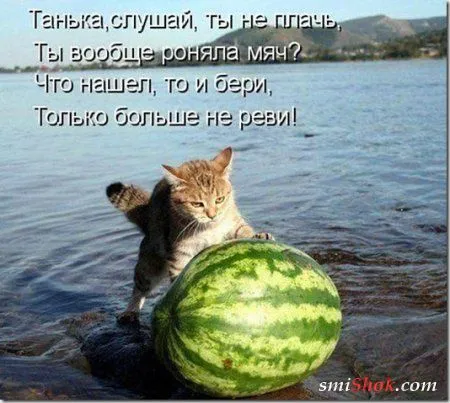 Котоматрицы, это когда котейки шутят