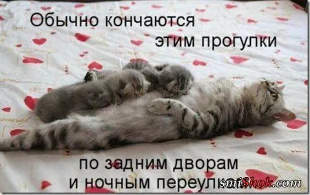 Котоматрицы, это когда котейки шутят