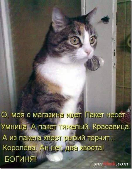 Котоматрицы, это когда котейки шутят