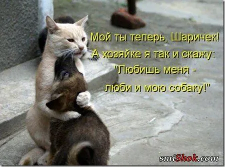 Котоматрицы, это когда котейки шутят