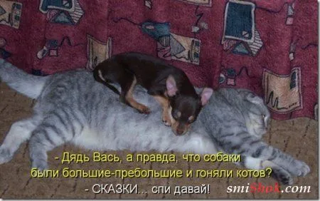 Котоматрицы, это когда котейки шутят