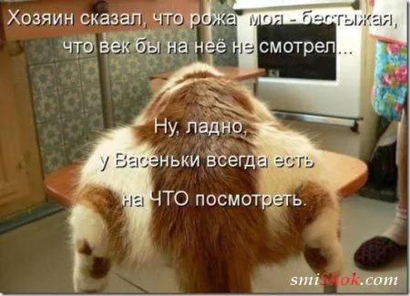 Котоматрицы, это когда котейки шутят
