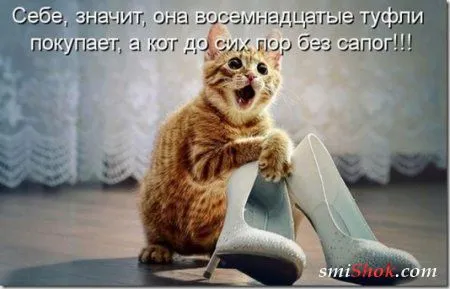 Котоматрицы, это когда котейки шутят