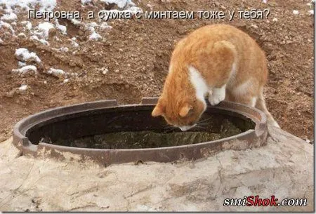 Котоматрицы, это когда котейки шутят