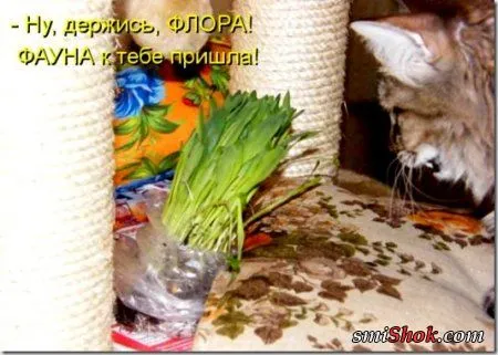 Котоматрицы, это когда котейки шутят