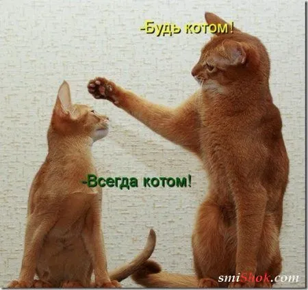 Котоматрицы, это когда котейки шутят