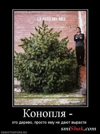 Демотиваторы, ну как обычно картинки веселые там в черных рамках... Демотиваторы, ну как обычно картинки веселые там в черных рамках...
