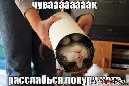 Фото приколы на разные позитивные темы