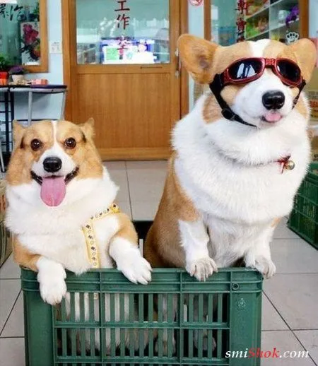 Легализованные фотоприколы