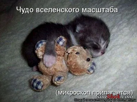 Котоматрицы - это просто праздник какой то!!!