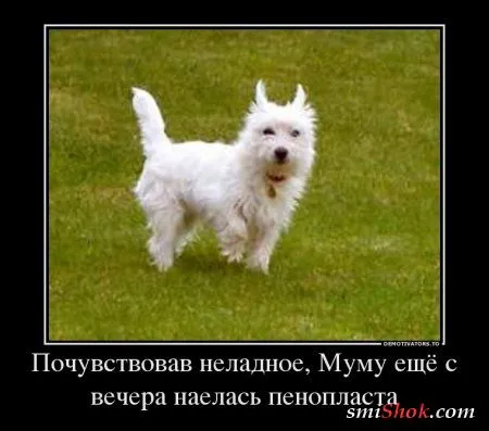 Демотиваторы смешные для хорошего настроения Демотиваторы смешные для хорошего настроения