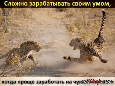 Афоризмы, цитаты в фотографиях.