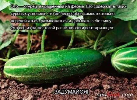 Фото приколы, то что нужно