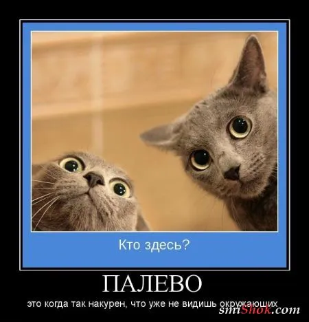 Демотиваторы, ну как обычно картинки веселые там в черных рамках...