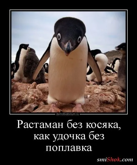 Демотиваторы, ну как обычно картинки веселые там в черных рамках...