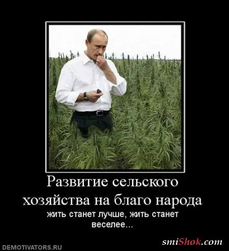 Демотиваторы, ну как обычно картинки веселые там в черных рамках...