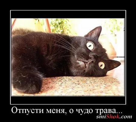 Демотиваторы, ну как обычно картинки веселые там в черных рамках...
