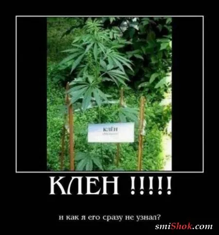 Демотиваторы, ну как обычно картинки веселые там в черных рамках...