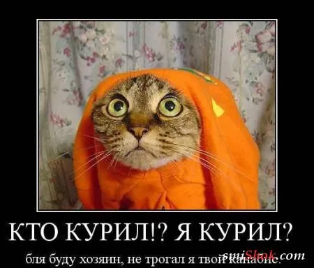 Демотиваторы, ну как обычно картинки веселые там в черных рамках...